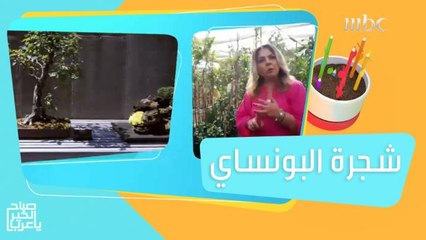 شجرة البونساي اليابانية.. تساعدك على الاسترخاء والتغلب على التوتر اليومي!