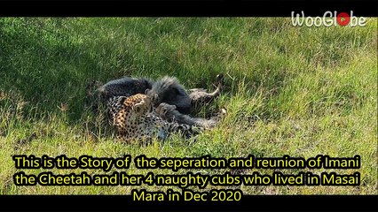 'Amusing story of Cheetah 'Imani's' pleasant reunion with lost cubs'