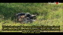 'Amusing story of Cheetah 'Imani's' pleasant reunion with lost cubs'