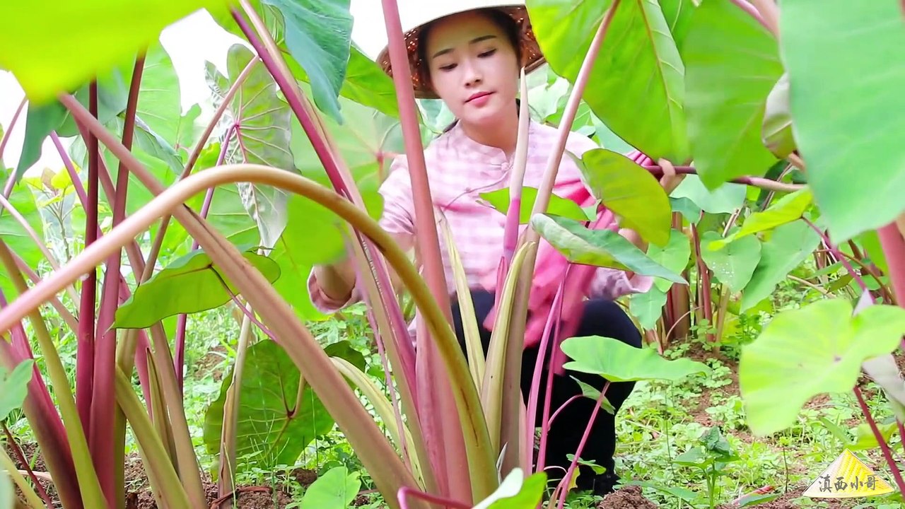 Have you eaten taro flowers yet?