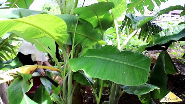 Cool plant flowers, Chinese food culture is really extensive and profound, plant flowers can still be eaten like this
