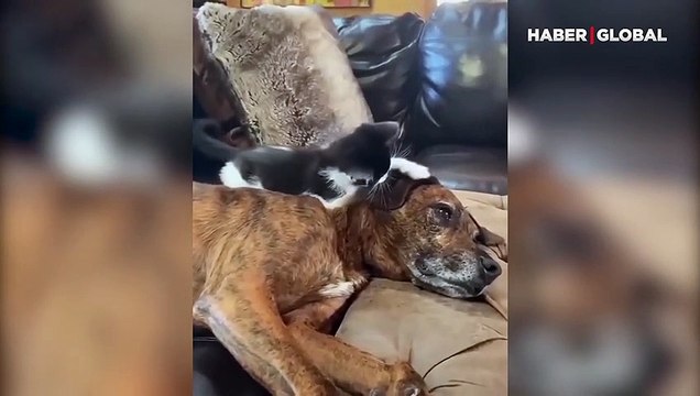 Yavru kedi ile köpeğin komik halleri kamerada