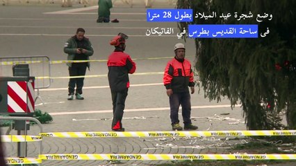 وضع شجرة عيد الميلاد بطول 28 مترا فى الفاتيكان