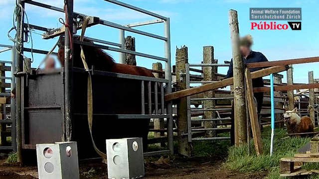Así son las granjas de sangre: extracción masiva de hormonas de yeguas preñadas y maltrato animal