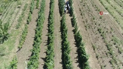 Bursa'da çiftçilere 5 milyon fide