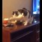 Baby Cats - Cute Cats - Adorable Cats - Funny Cats Compilations PART 28