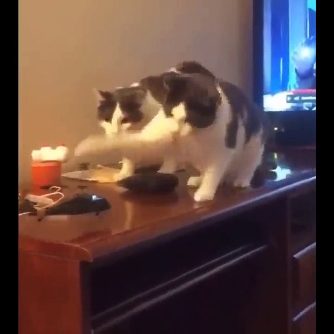⁣Baby Cats - Cute Cats - Adorable Cats - Funny Cats Compilations PART 28