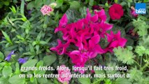 Roland Motte, jardinier : le cyclamen fleurit en automne et en hiver !