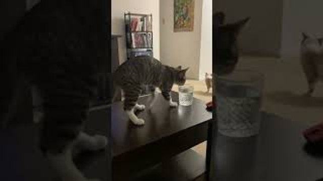 Cat Must Track Before Drinking Water