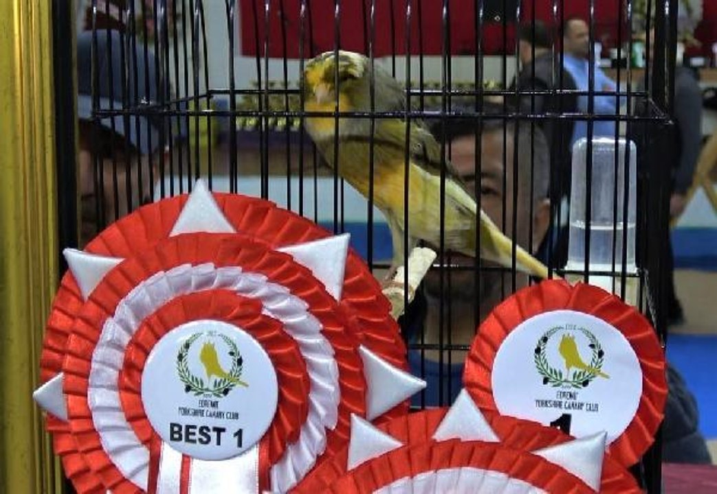 EDREMİT'TE YORKSHİRE IRKI KANARYALARIN GÜZELLİK YARIŞMASI YAPILDI