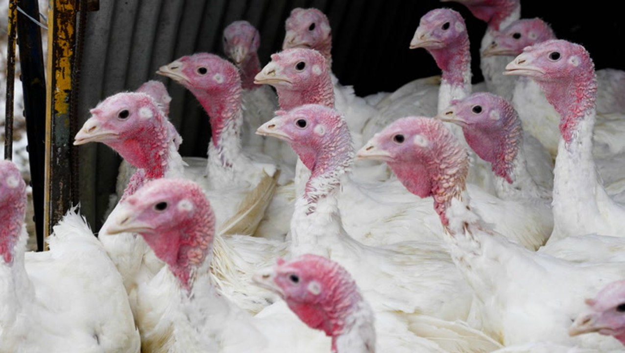 Americans eat 40 million turkeys at Thanksgivin...