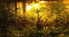 Messina - Coltivazione di marijuana in casa a Curcuraci: un arresto (23.11.21)