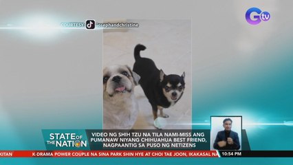 Video ng Shih Tzu na tila nami-miss ang pumanaw niyang Chihuahua best friend, nagpaantig sa puso ng netizens | SONA