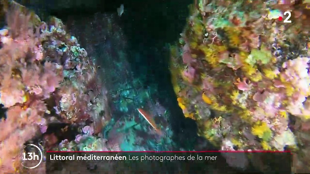 Alpes-Maritimes : plongée sous les eaux avec les photographes marins