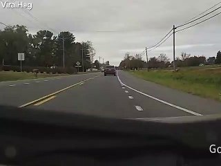 Deer Crosses New Heights