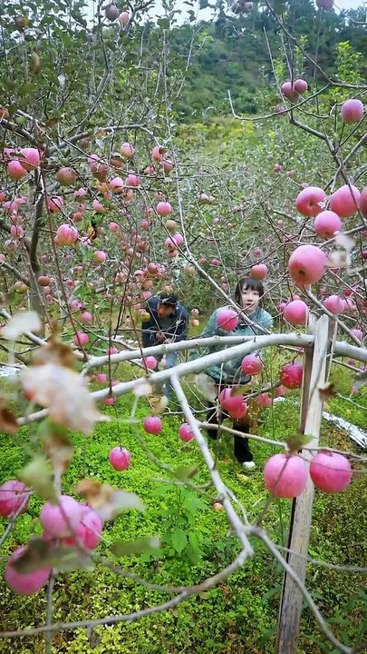 picking apples and make warm soup