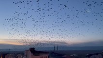 Son dakika haber... Kuşların uçuşu görsel şölene dönüştü