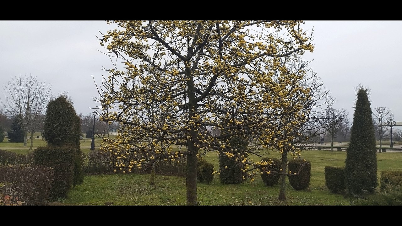 Парковый ансамбль