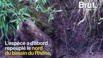 Au bord de l'extinction au 20e siècle, le castor repeuple les rivières françaises
