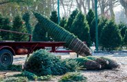 Christmas Trees May Be Harder to Find and More Expensive to Buy This Year