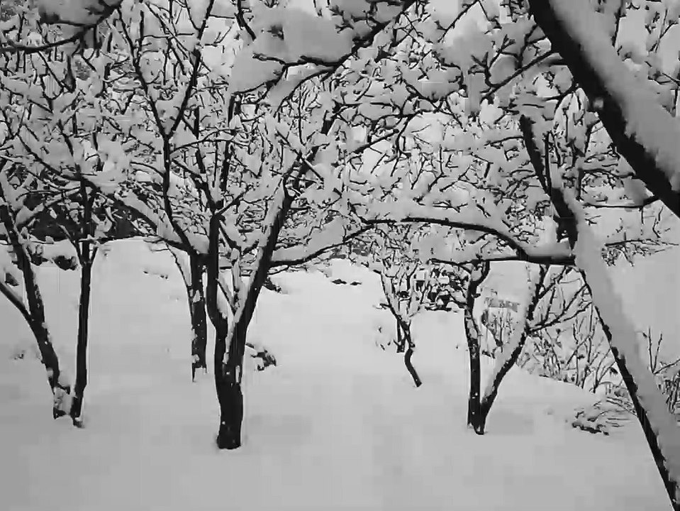 Snow fall at pangi killar