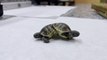 Découverte de rarissimes tortues siamoises en Turquie