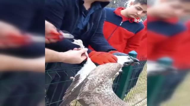 Tellere takılan martıyı itfaiye ekipleri kurtardı