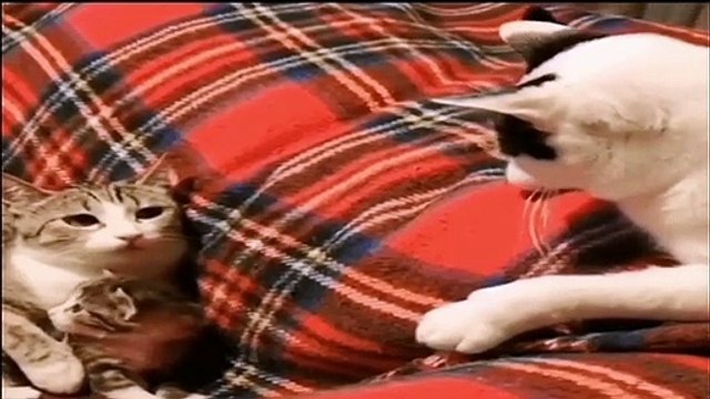 CHATS DRÔLES funny cats