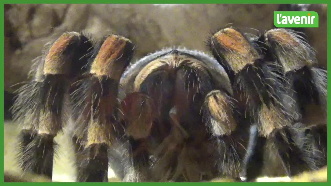 Les araignées et arachnides envahissent le musée d'Histoire naturelle de Tournai