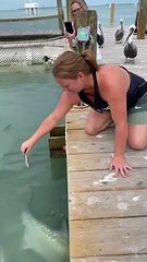 Mulher é surpreendida pelo gang dos pelicanos quando alimentava peixes