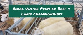 Royal Ulster Premier Beef and Lamb Championships