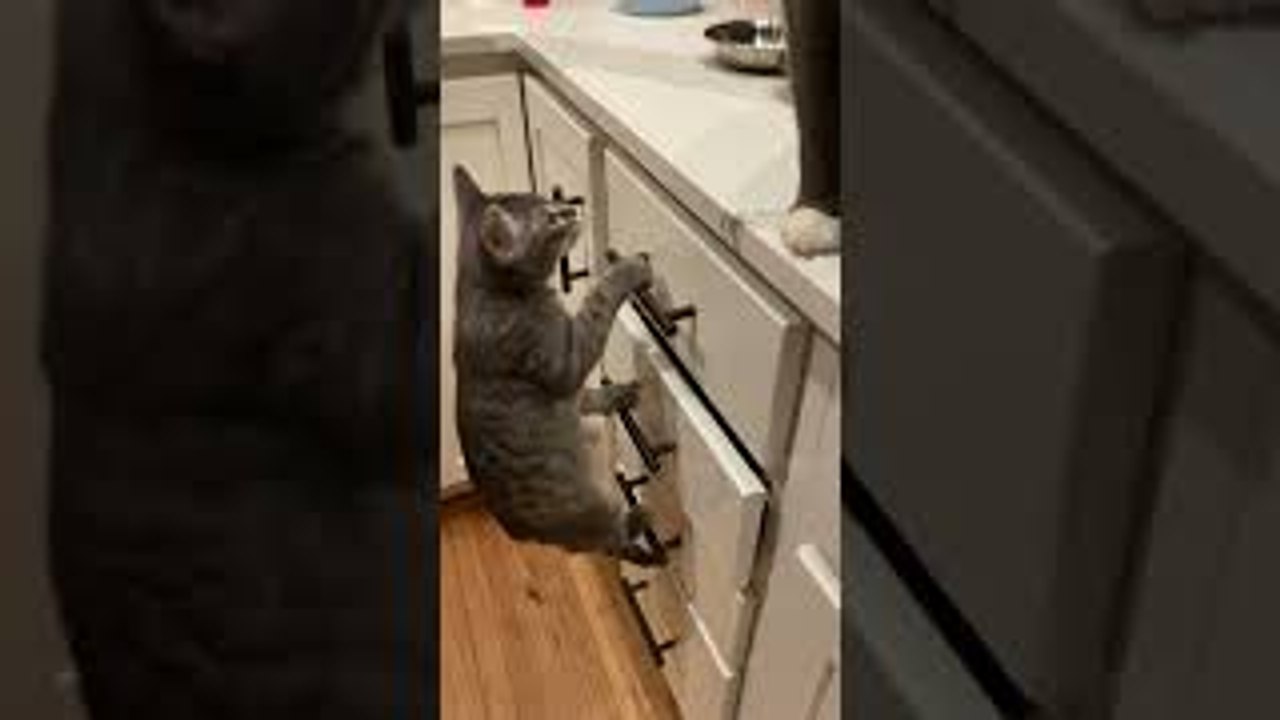 Kitten Climbs Ladder to Counter
