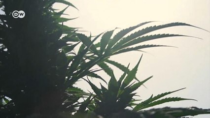 Опиум и марихуана: как выживают афганские крестьяне (23.11.2021)