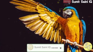 तोते के बारे में 15 रोचक तथ्य || 15 interesting facts about parrots || Sumit Saini IQ