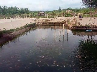 Budi Daya Ikan Nila Desa Pante Meutia Aceh Barat