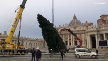 شاهد: طولها 28 متراً ووزنها 8 أطنان.. شجرة عيد الميلاد تصل إلى الفاتيكان
