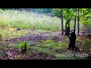 Trail Camera Catches Bear Getting Scratches