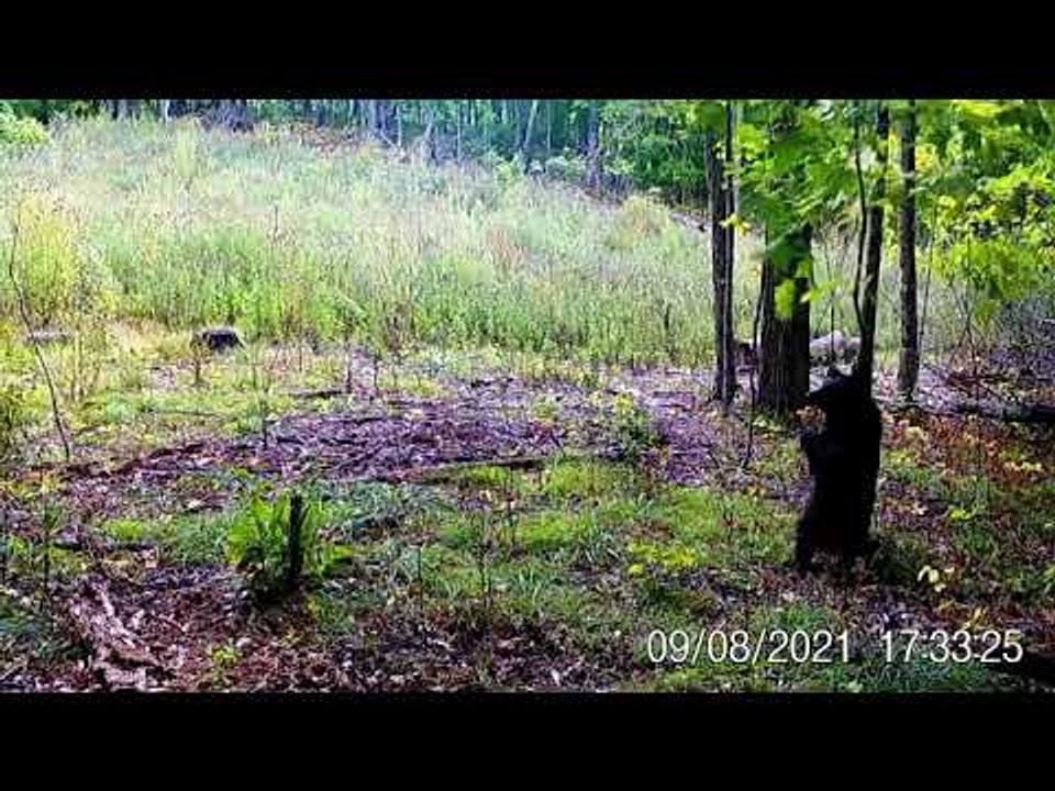 Trail Camera Catches Bear Getting Scratches