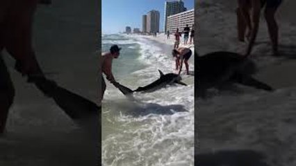 Fishermen Catch and Release Tiger Shark