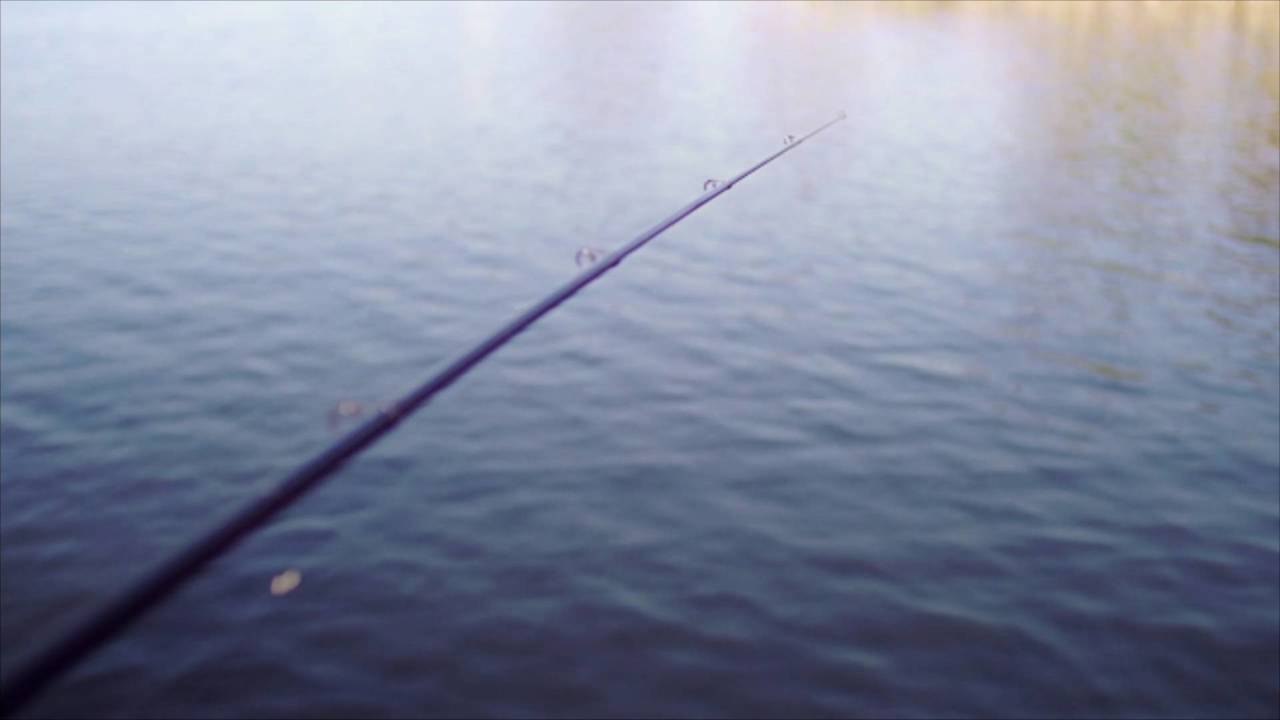 Florida Bald Eagle Steals Shark from Fisherman in Incredible Video