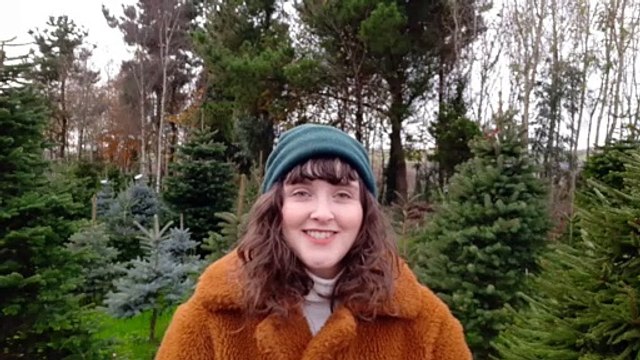 Top tips on how to pick and look after your Christmas tree!