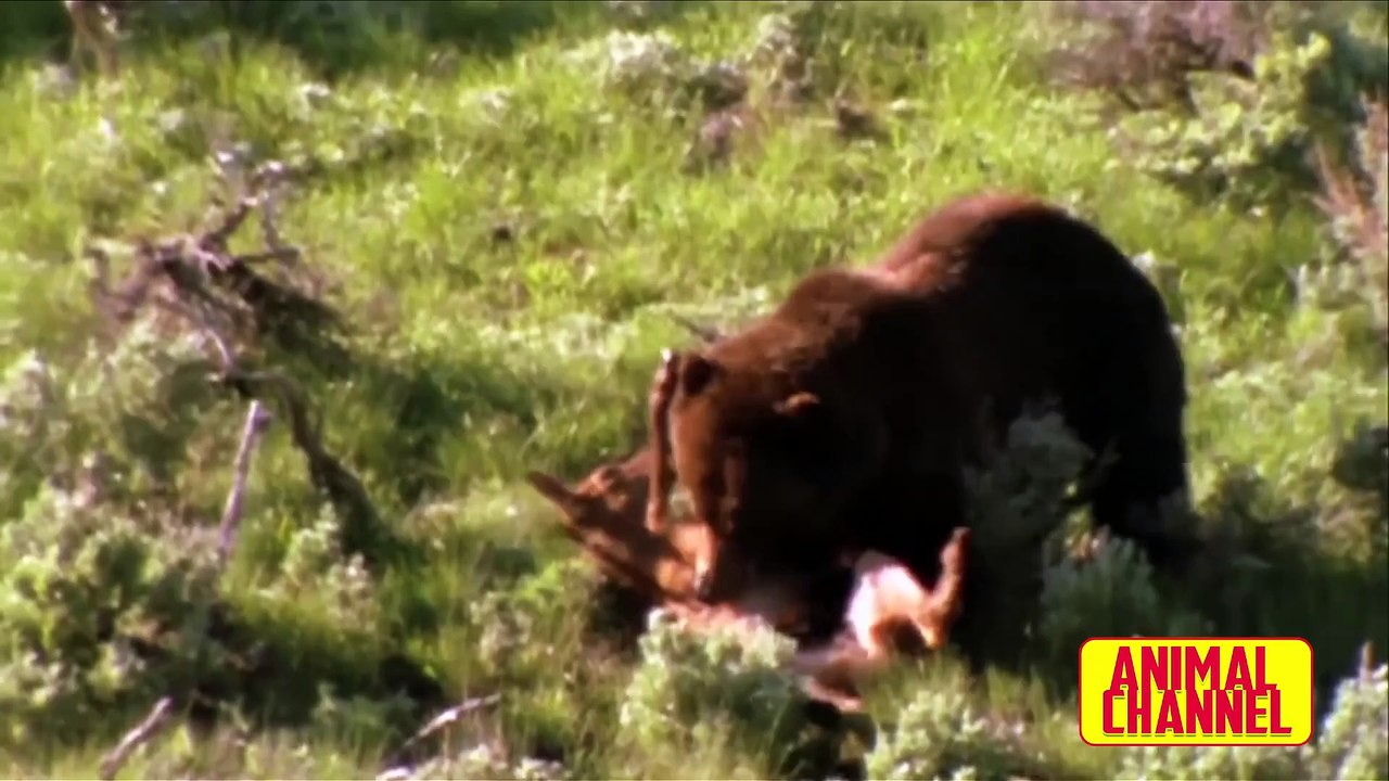 Bear vs Tiger  Polar Bear vs Walrus  Ultimate BEARS Attack Compilation  Amazing Animals Video_1080p