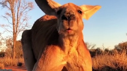 15 Animales Más Fuertes Que Realmente Existen