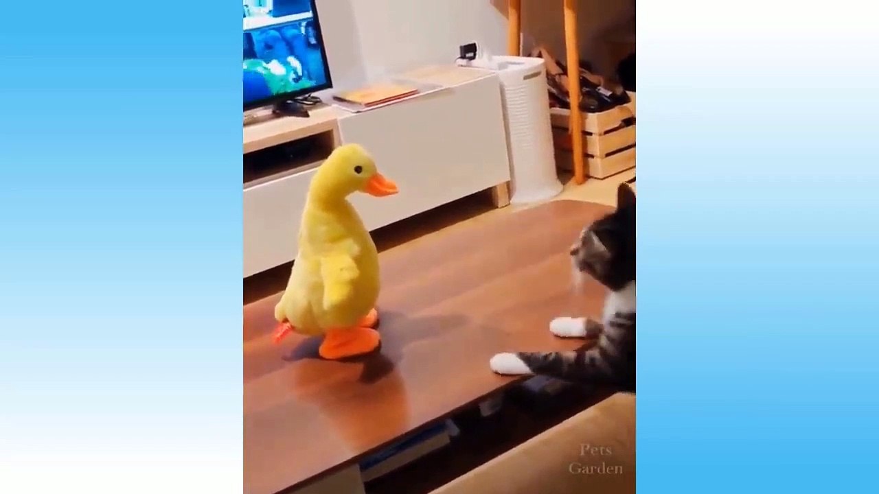 Best Funny Cats And Dogs Of The Month -Try Not To Laugh Challenge