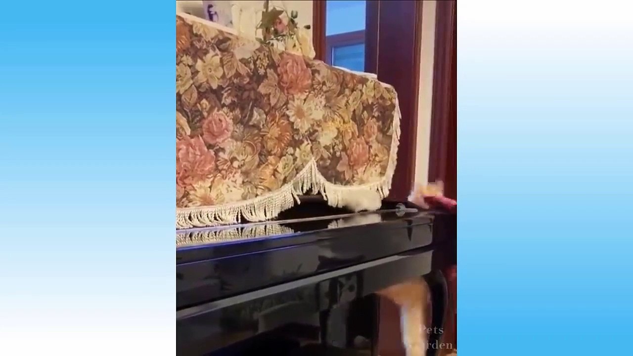 Cute Pets And Funny Animals Compilation