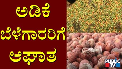 Arecanut Crops Waterlogged In Channagiri Taluk Of Davanagere District