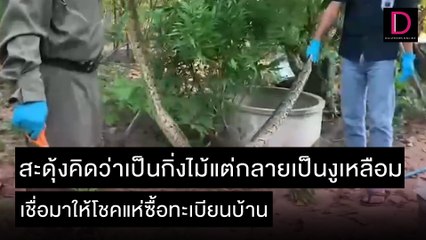 คิดว่าเป็นกิ่งไม้แต่กลายเป็นงูเหลือม เชื่อมาให้โชคแห่ซื้อทะเบียนบ้าน | ชนคลิปข่าว 24/11/64 เดลินิวส์