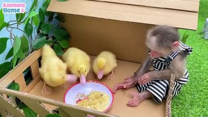 Begini jadinya jika monyet di pelihara seperti bayi manusia