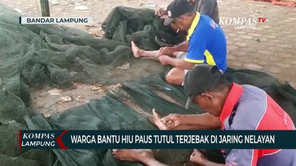 Warga Bantu Hiu Paus Terjebak di Jaring Nelayan