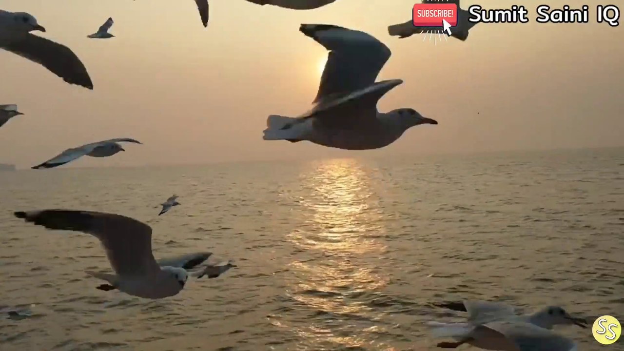 दुनिया के पांच सबसे खतरनाक पक्षी पल भर में ले सकते हैं किसी की भी जान |Dangerous Birds | Sumit Saini